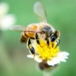 Eine Honigbiene auf einer Blüte