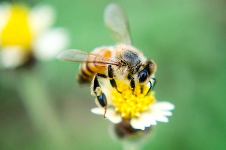 Eine Honigbiene auf einer Blüte